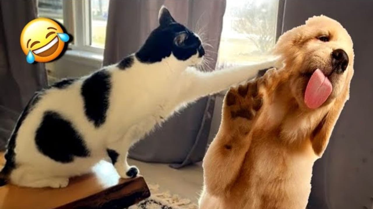 New funny videos with CATS🐱 and DOGS🐶 Funniest ANIMALS 🤣2025