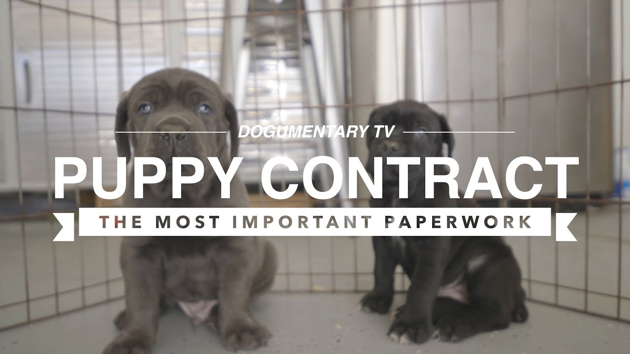 PUPPY CONTRACTS: THE MOST IMPORTANT PAPERWORK
