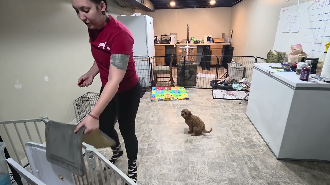 Premier Pup Magellan Wk 3 Recap