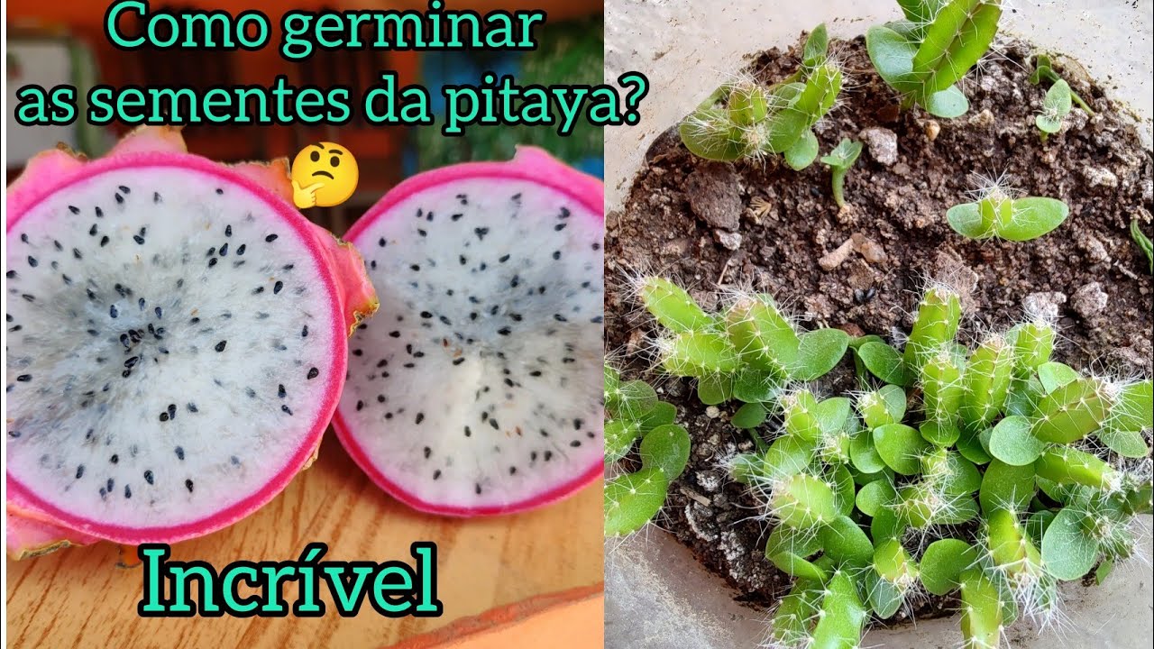 como germinar as sementes da pitaya