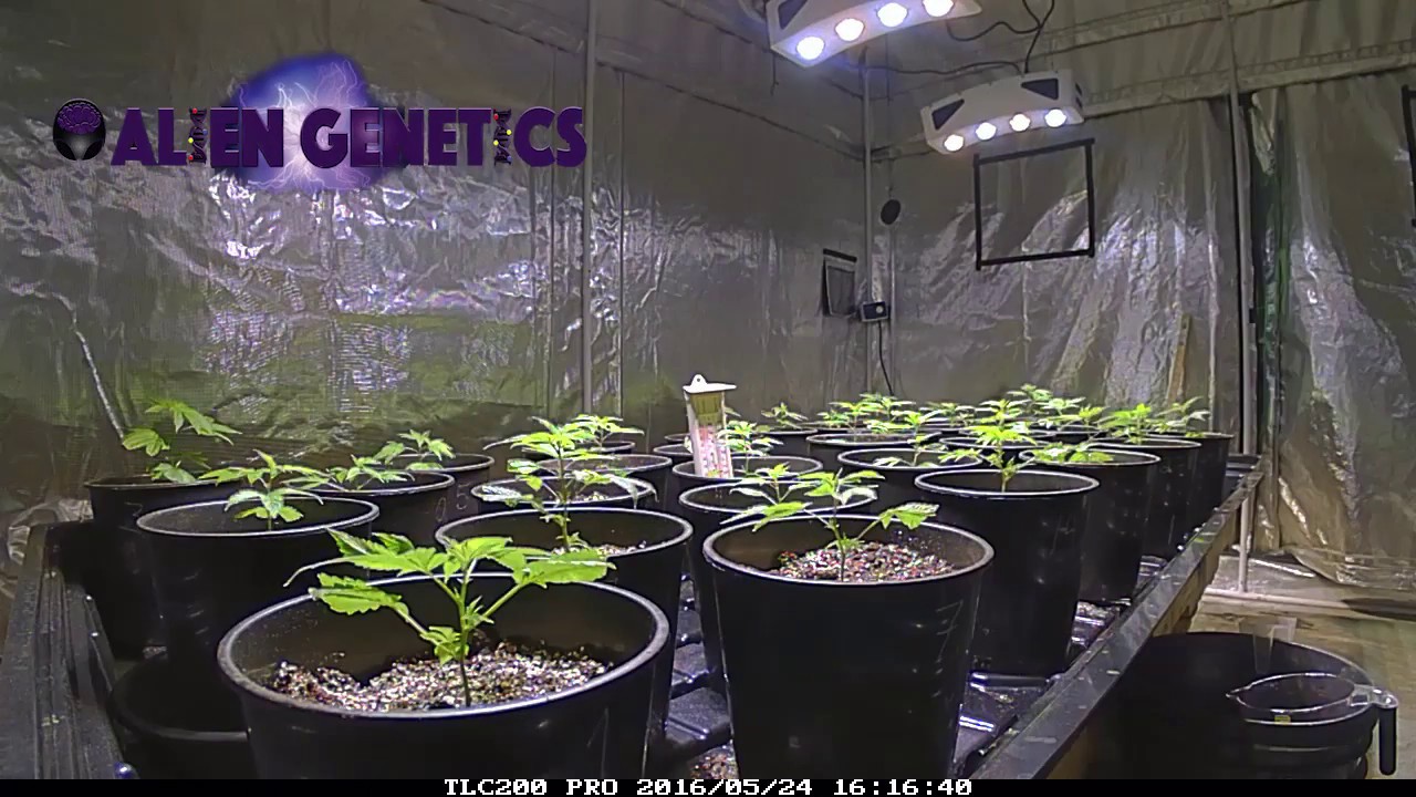 ODM Bluesea K4 COB led grow light 24-7 hour grow trial video record