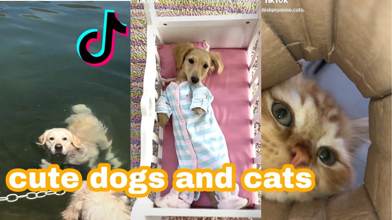 Cute pets tiktok compilation (dogs and cats)