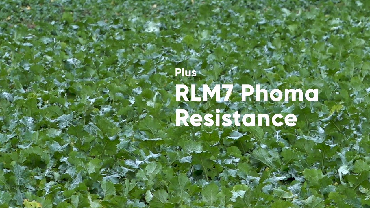 PT303 winter oilseed rape hybrid