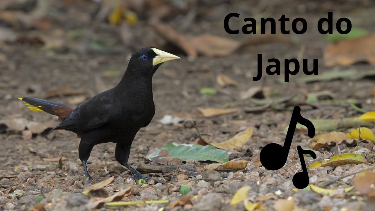 Canto do Japu / Crested Oropendola  / Psarocolius Decumanus 🐦🐦