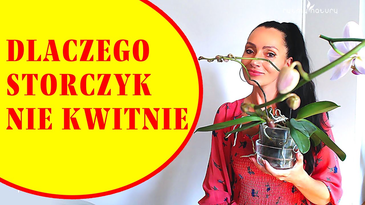 Dlaczego storczyk nie kwitnie? Spraw aby zakwitł!