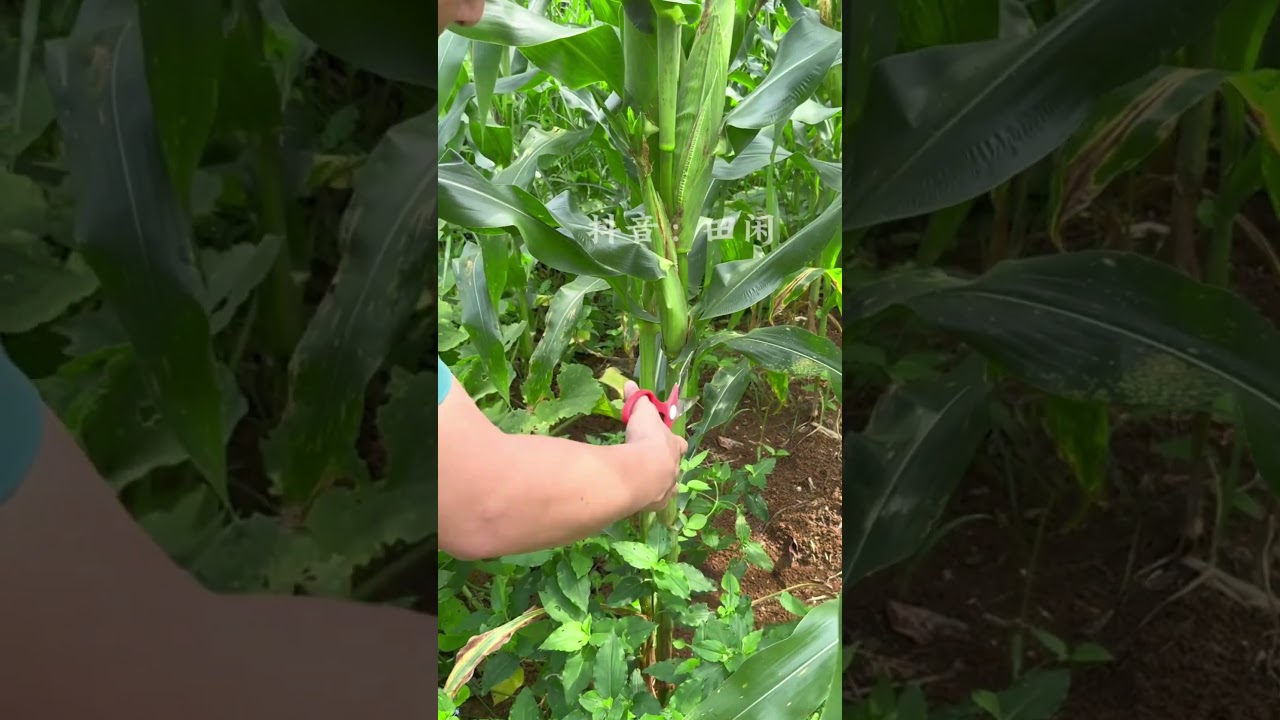 Cutting Corn Leaf Cutting #agriculture #farmer #shorts