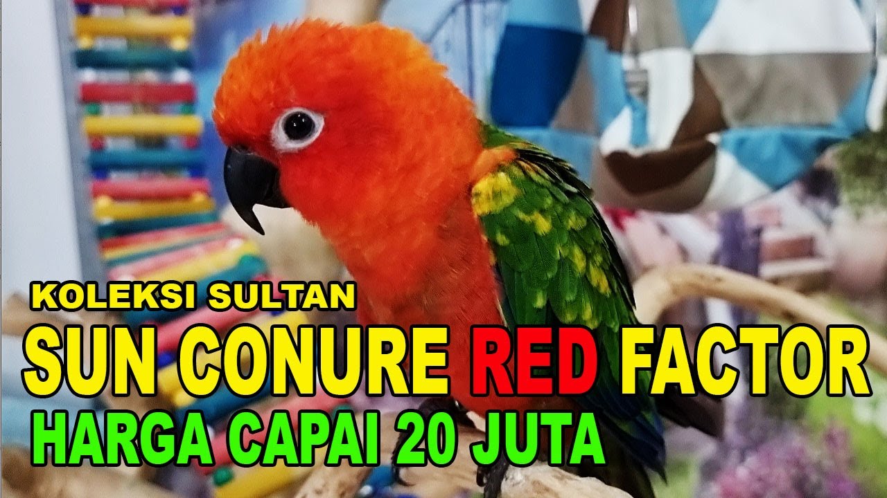 KOLEKSI SULTAN : SUN CONURE RED FACTOR HARGA CAPAI 20 JUTA
