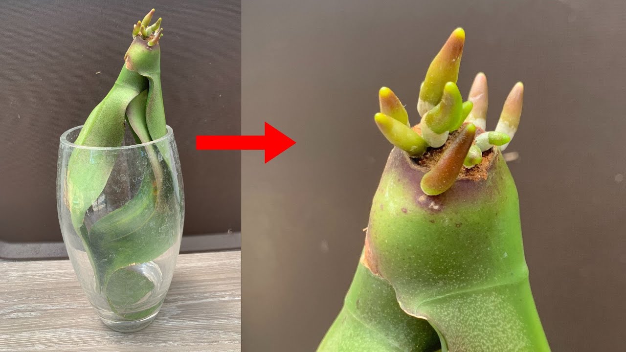 Just 1 spoon! Orchid leaves grow 300% roots immediately and bloom beautifully
