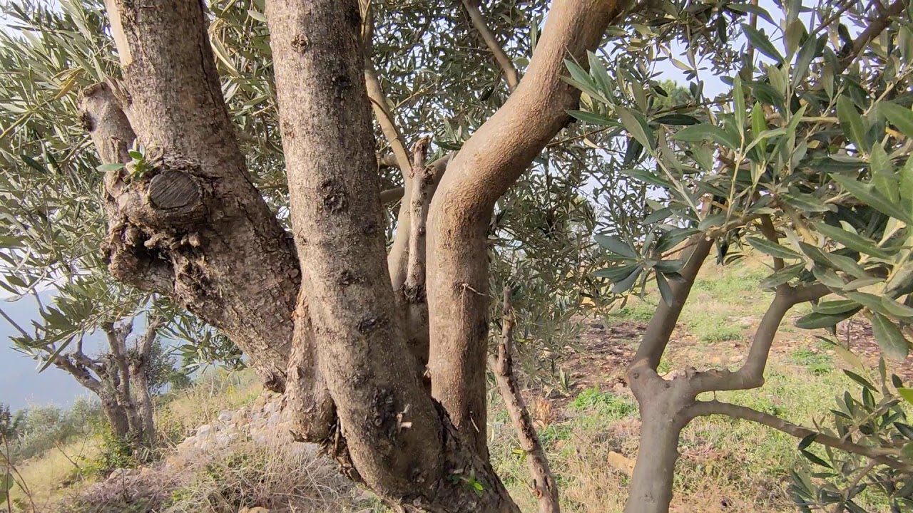 Wild Olive Grafting