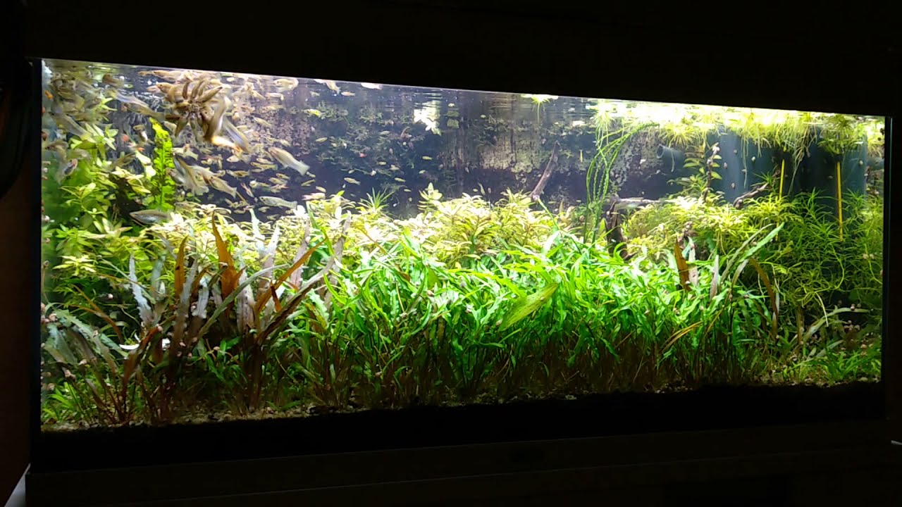 Limia perugiae - feeding frenzy