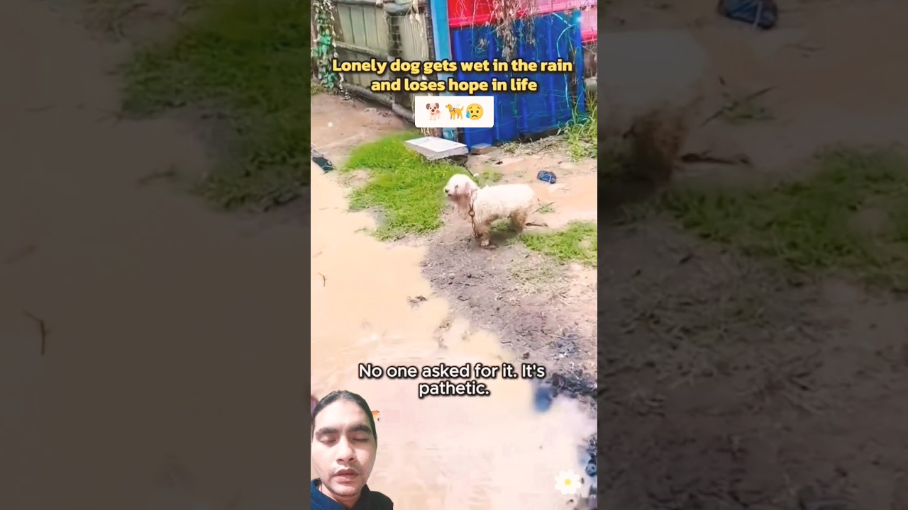 Dog 🐕🦮😥 #foryou #fyp #caringforstraydogs #starydog #dog #pet #rescueanimal #loveanimal #viralvideo