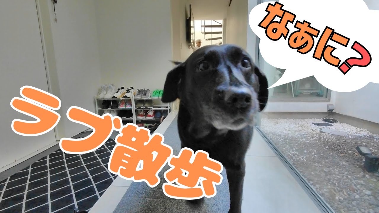 ラブ散歩
