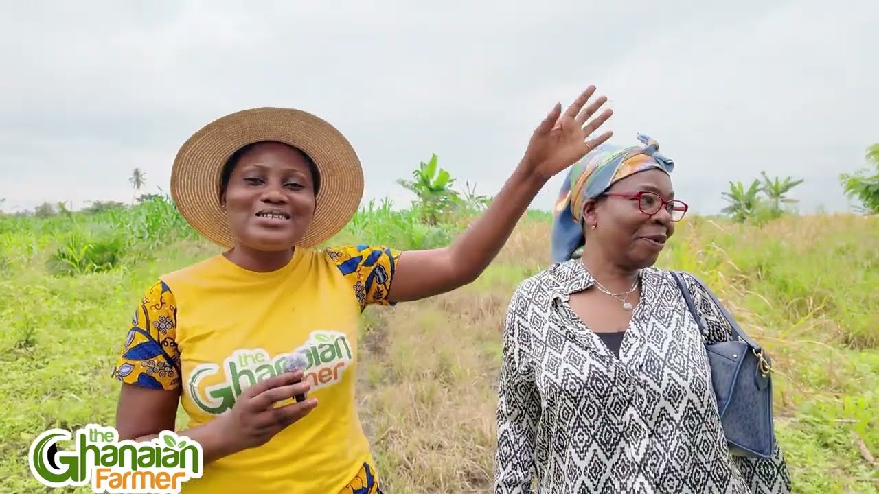 Excerpts Of Farm Land Buying In Ghana | Experience Of Our The Ghanaian Farmer Viewer From UK 🇬🇧