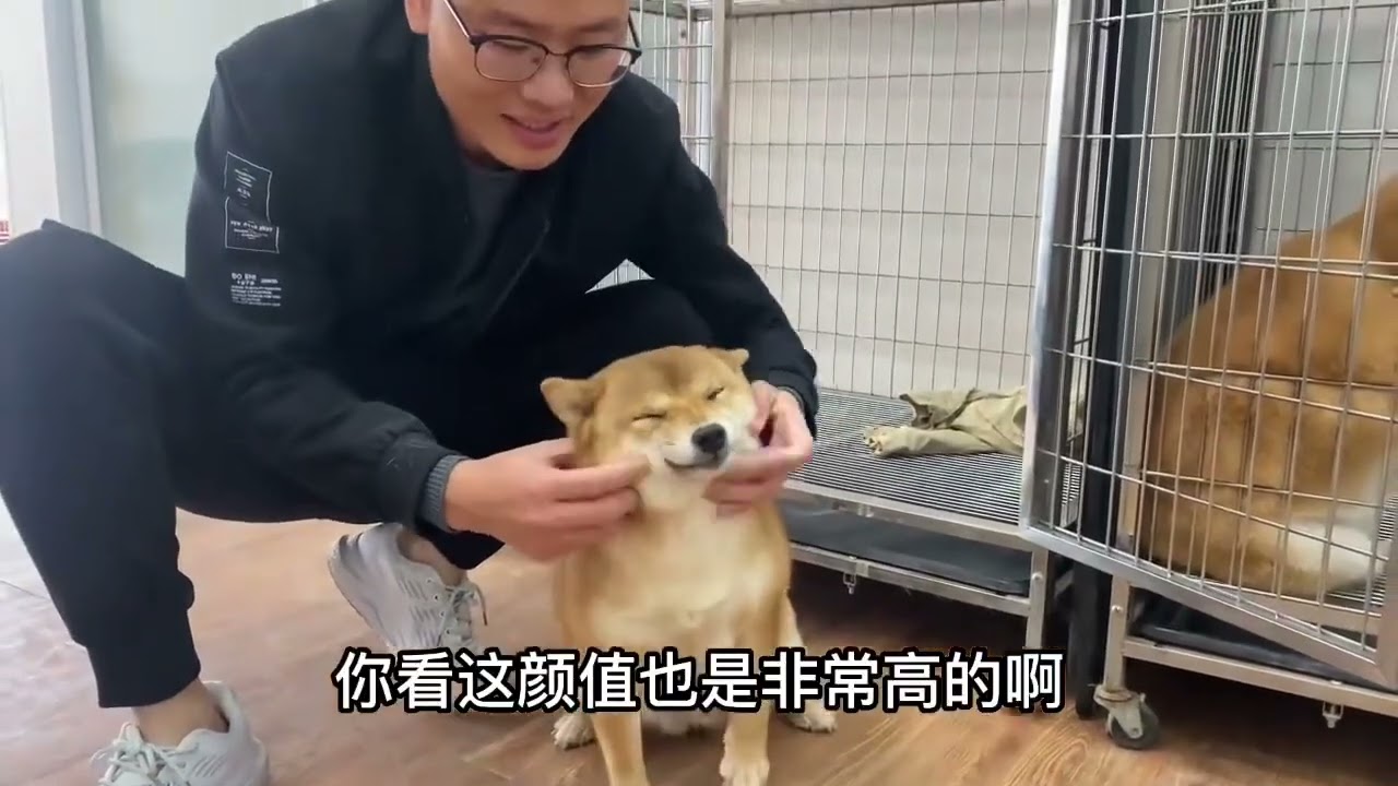 已经有人惦记这只高颜值的母犬：肚子里的柴犬宝宝啦