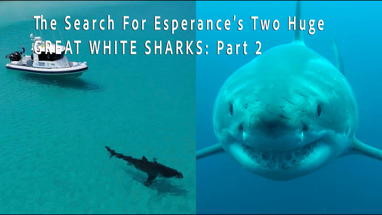 The Search for Esperance's Two Huge Great White Sharks (Part 2)