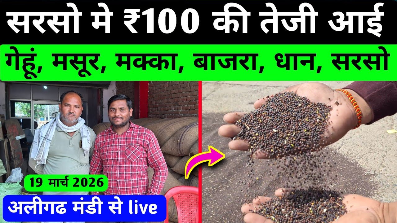 सरसो का आज का भाव 💥 गेहूं मे बड़ी खबर सामने आई | aaj ka sarso ka bhav | aaj ka gehu ka bhav | sarso