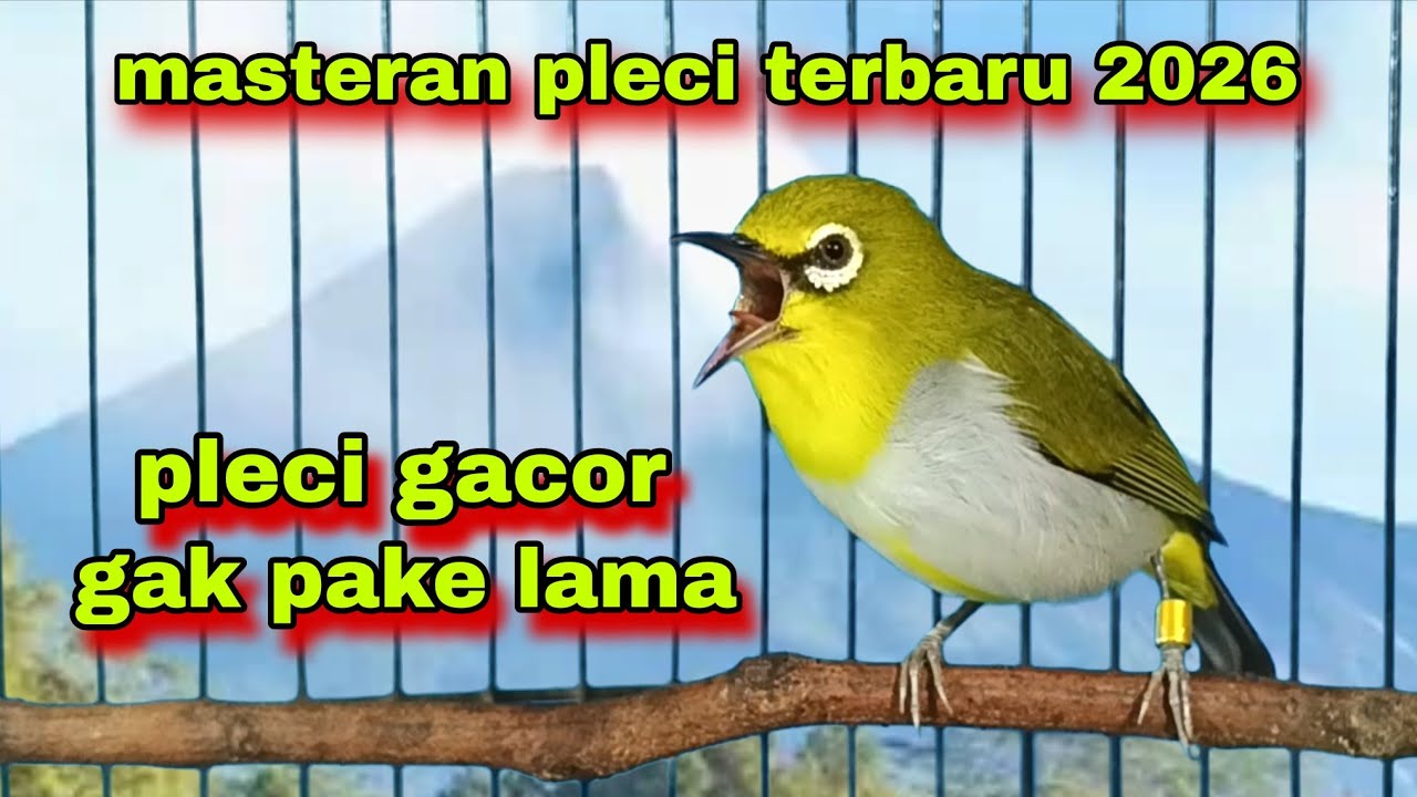 Suara Burung Pleci Gacor Ngalas Ngerol , Untuk Masteran Dan Pancingan 
