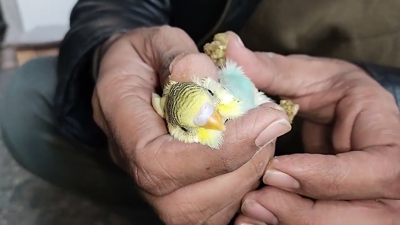 Beautiful Australian #birds #talkingparot #nonstoptalkingparrot #birdsavairy #rawparrot 