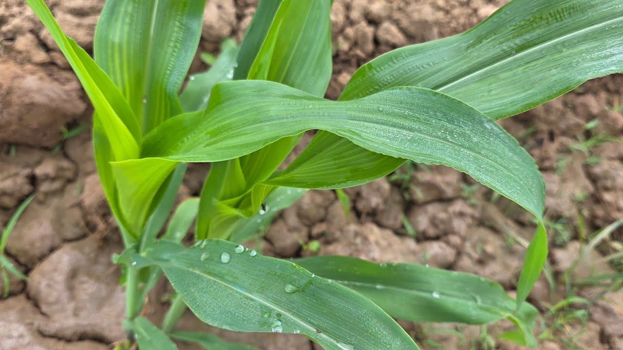 Khmer Farmer's Life | Growing Corn from Start to Finish 🌽 Description #corn #farmer #cambodia 