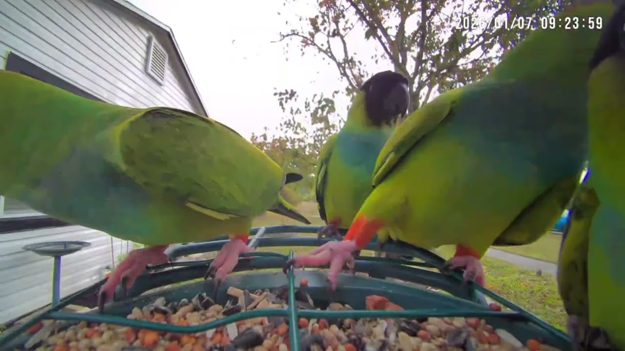 😺 Movie For Kitties: Nanday Parakeets Taking Over 🦜
