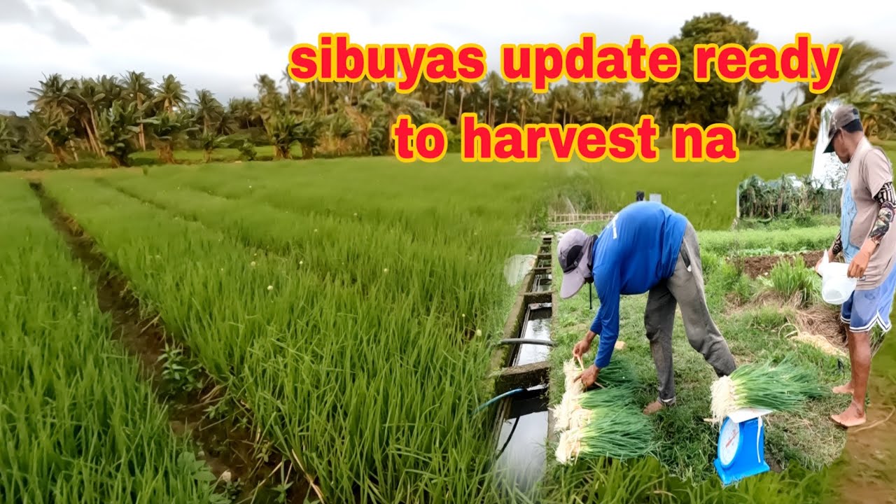 Sibuyas update ready to harvest na