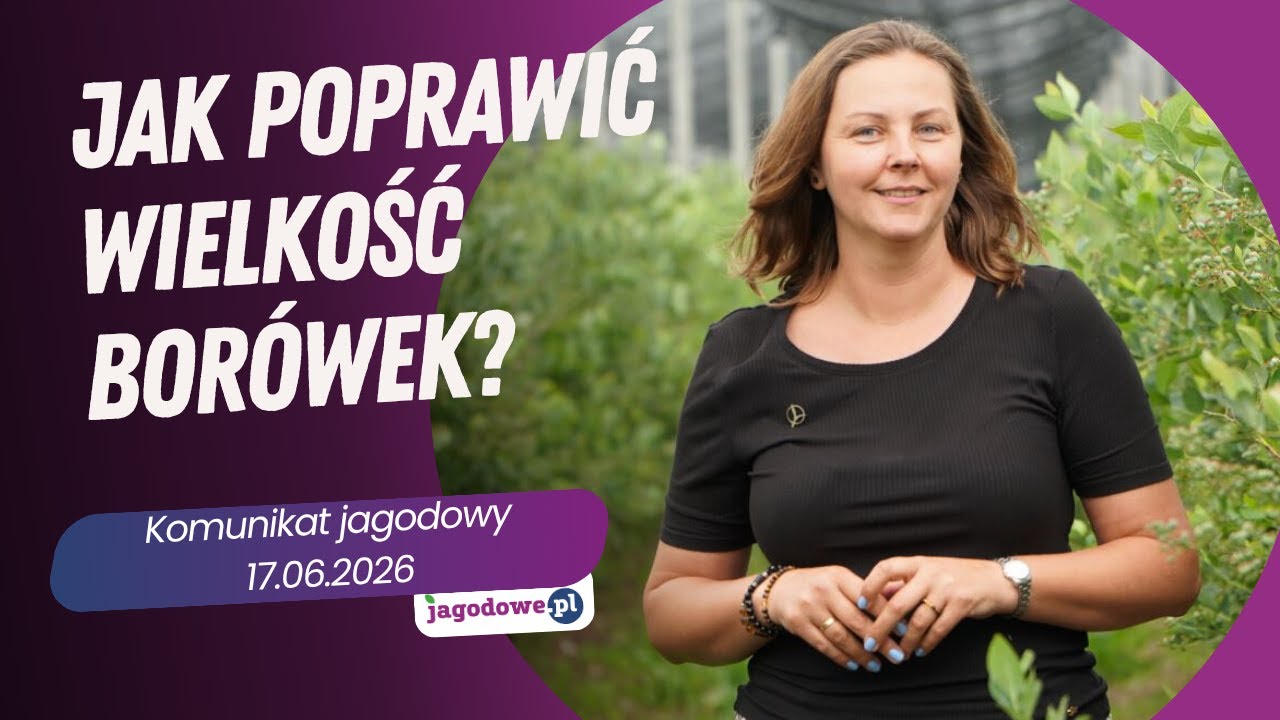 Drobne borówki - jak poprawić ich wielkość - komunikat jagodowy 17.06.2025