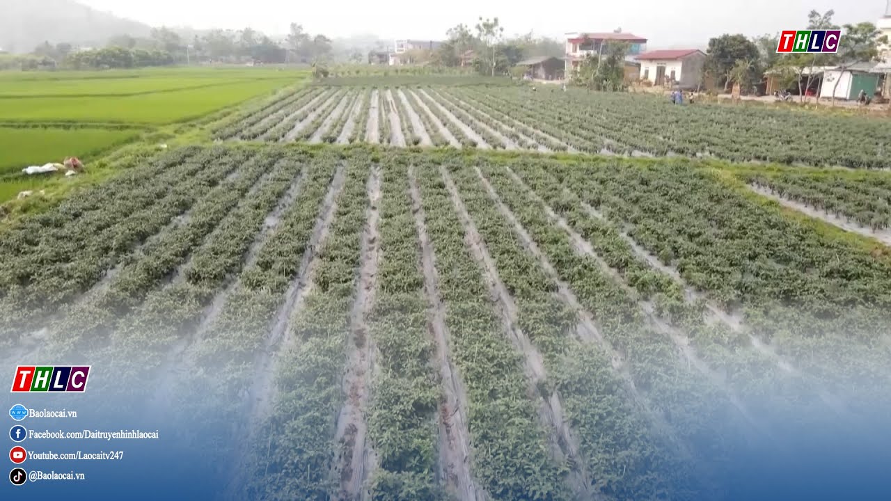 Đa dạng hoá cây trồng trên đồng đất Cầu Thia | THLC