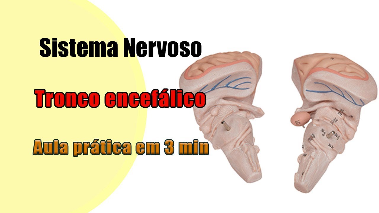 Estruturas do Tronco Encefálico - aula prática - Anatomia - Anatomia Humana