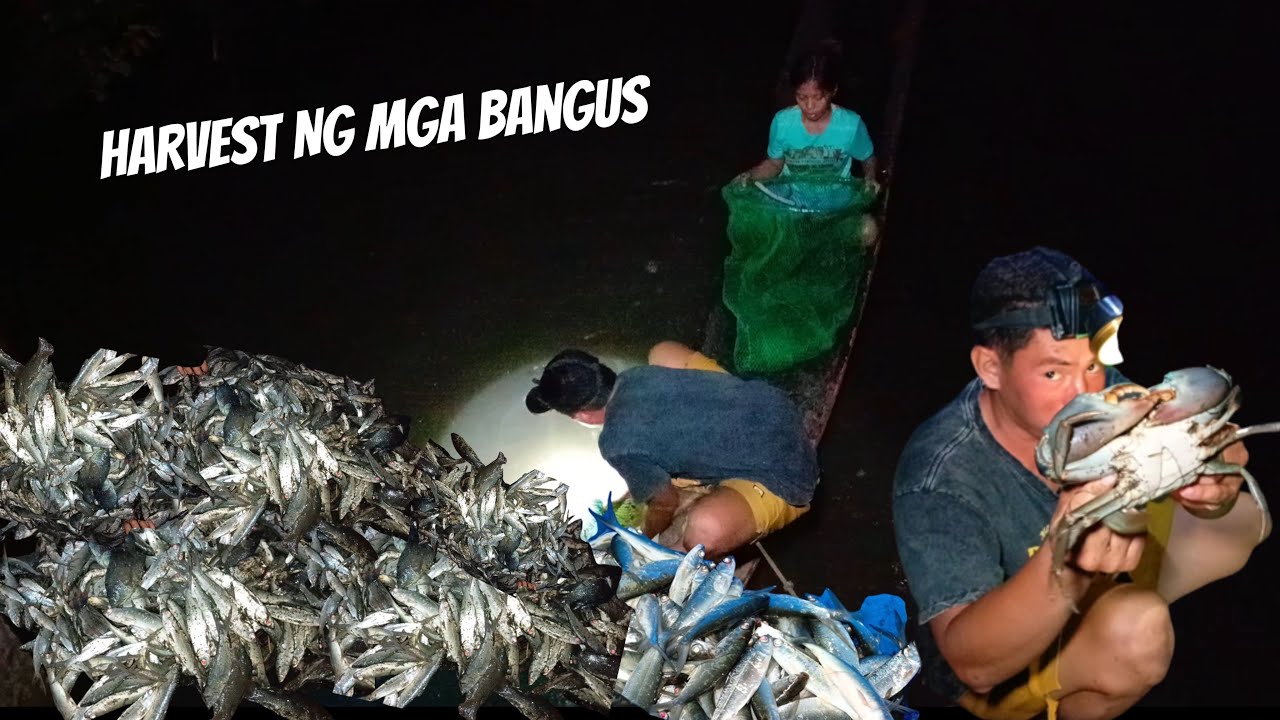 HINARVEST  NANAMIN ANG MGA BANGUS NA BINIGAY NG BFAR