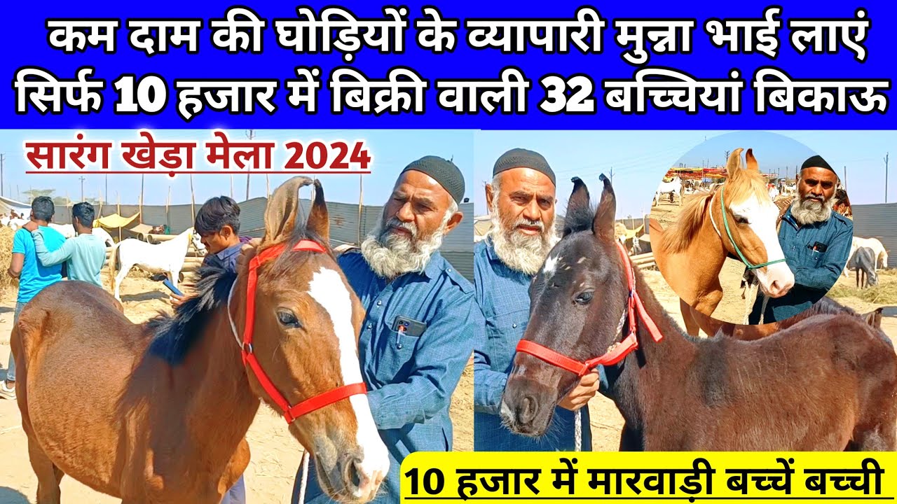 गुजरात के मुन्ना भाई लाएं 10 हजार से बिक्री शुरू वाले 32 घोड़े घोड़ी बिकाऊ। sarangkheda Mela 2024।
