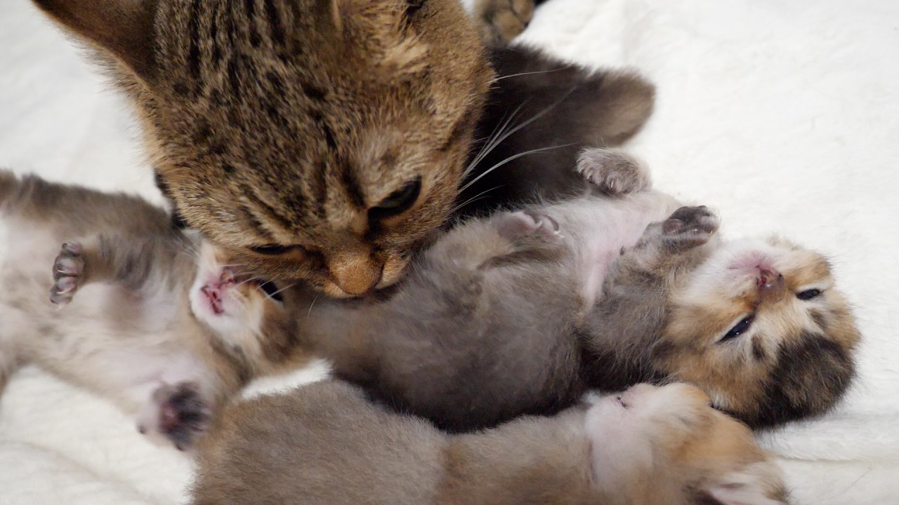 It's strange, but I never get tired of watching lazy kittens all the time