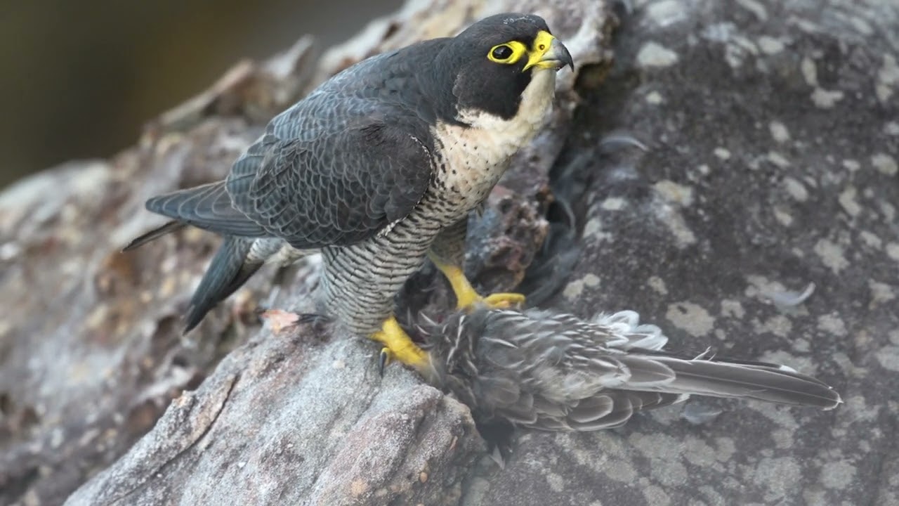 Peregrine Falcon with Prey