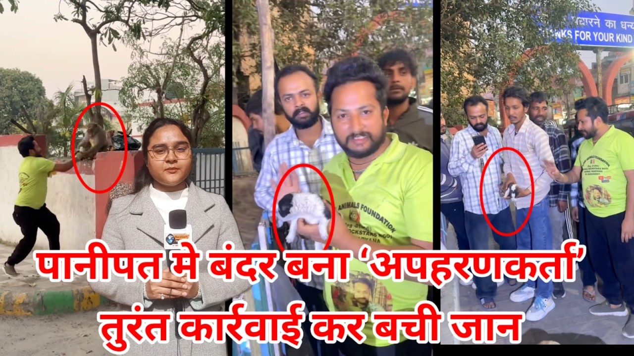 बंदर ने की ‘किडनैपिंग’, रेस्क्यू टीम ने बचाया