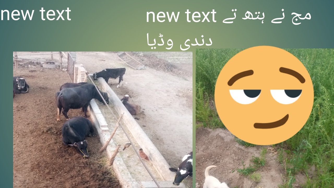 Buffalo grow in protein