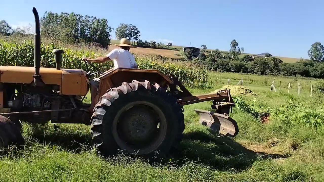 Dia de colher minha roça de milho para fazer silagem 