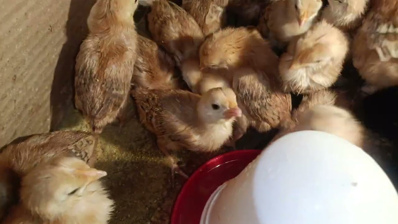 Hlw guy's please subscribe to my channel. #chicken #birds 