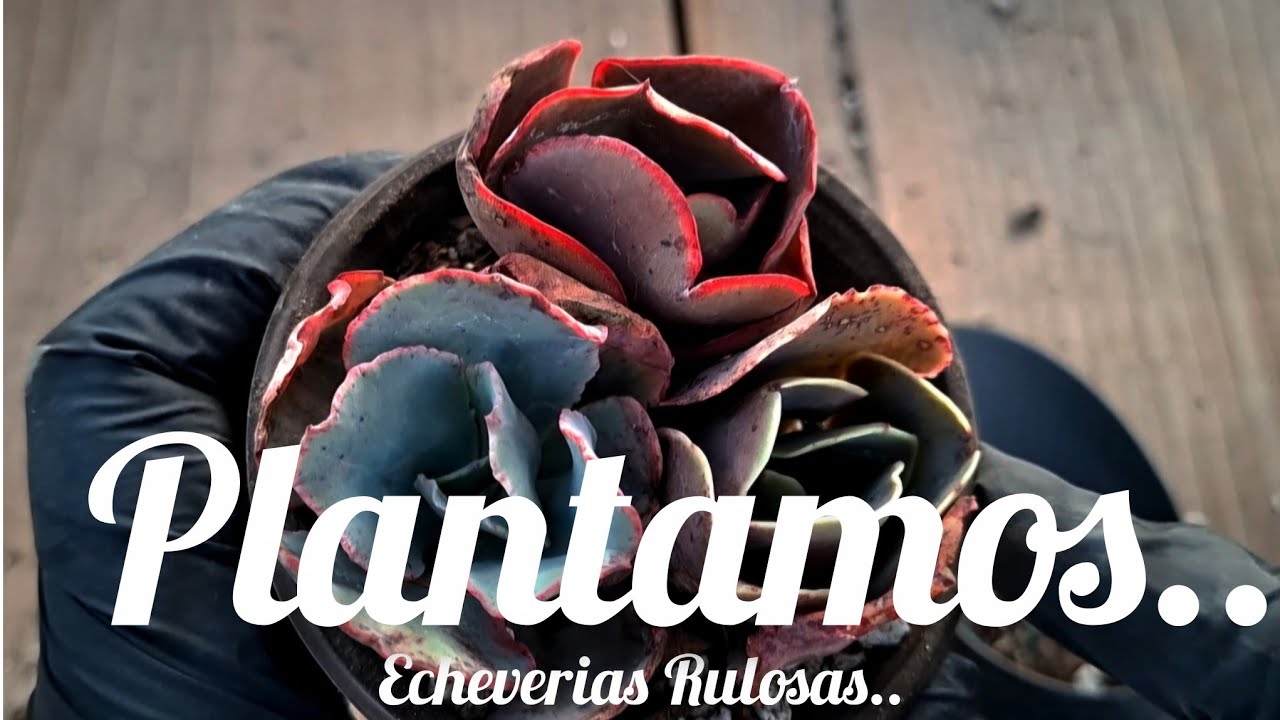 ECHEVERIAS RULOSAS.. YA TIENEN RAIZ. #suculentas #plantas #flores #plants 