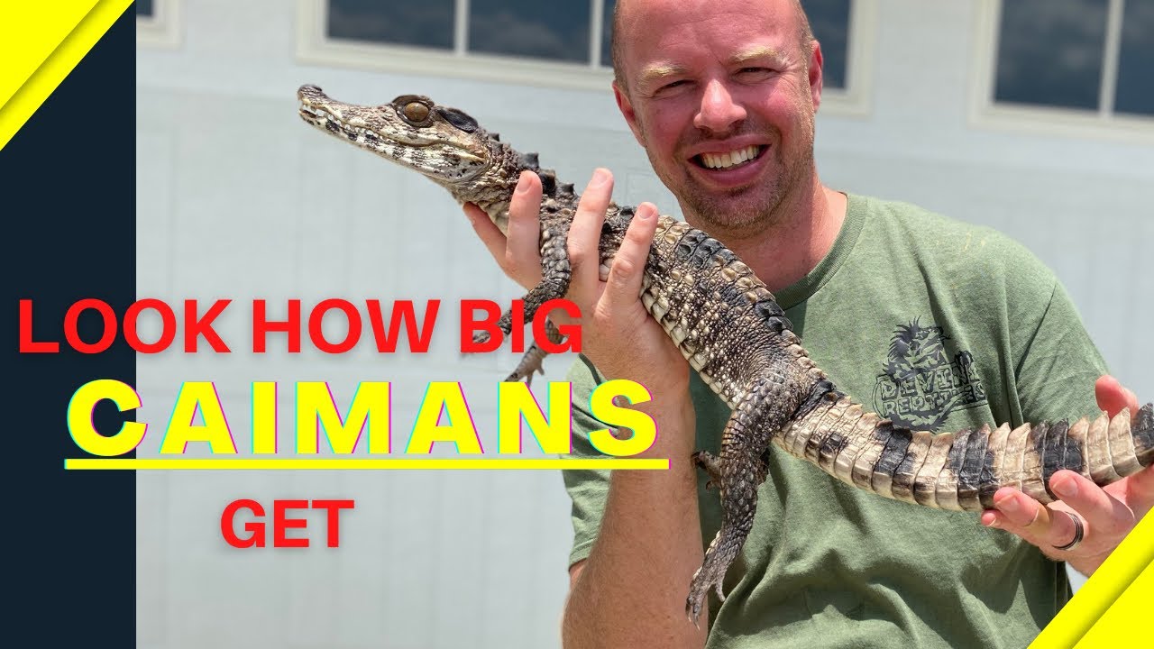Vader the Dwarf caiman is getting big