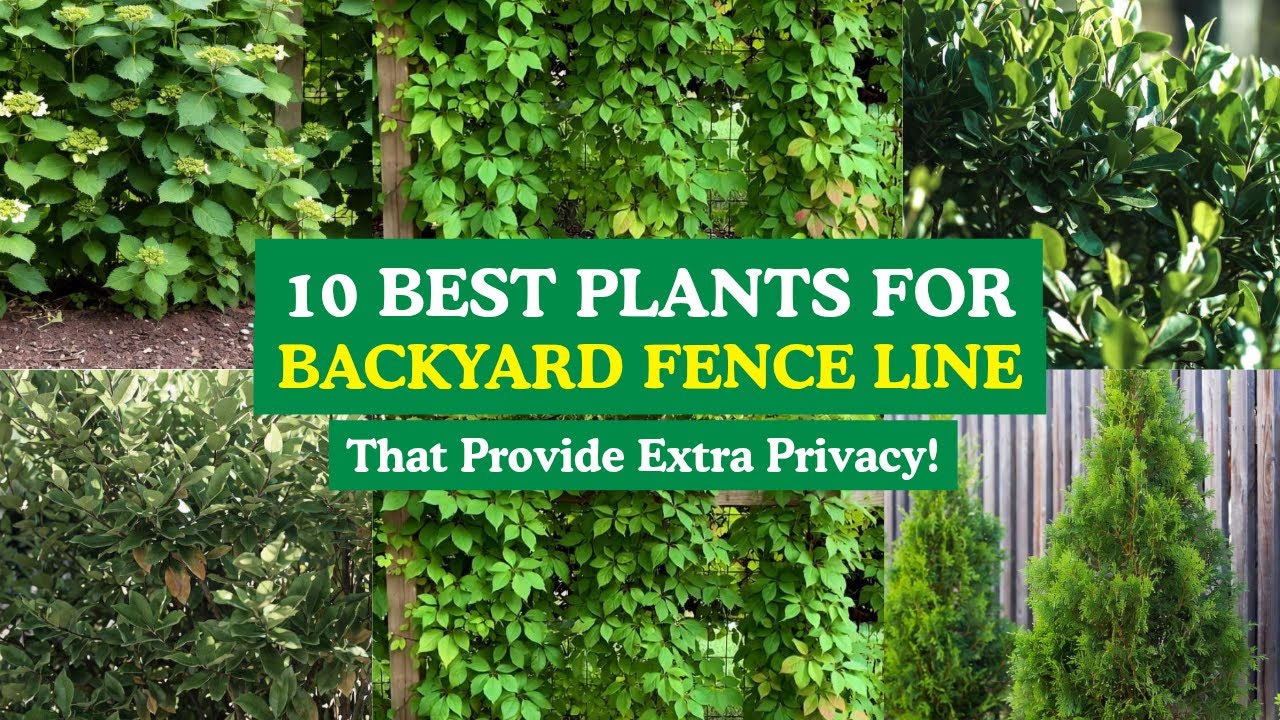 Backyard Privacy! 10 Best Plants for Backyard Fence Line That Provides Extra Privacy!👍