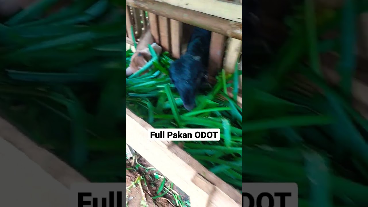Ternak kambing full pakan odot