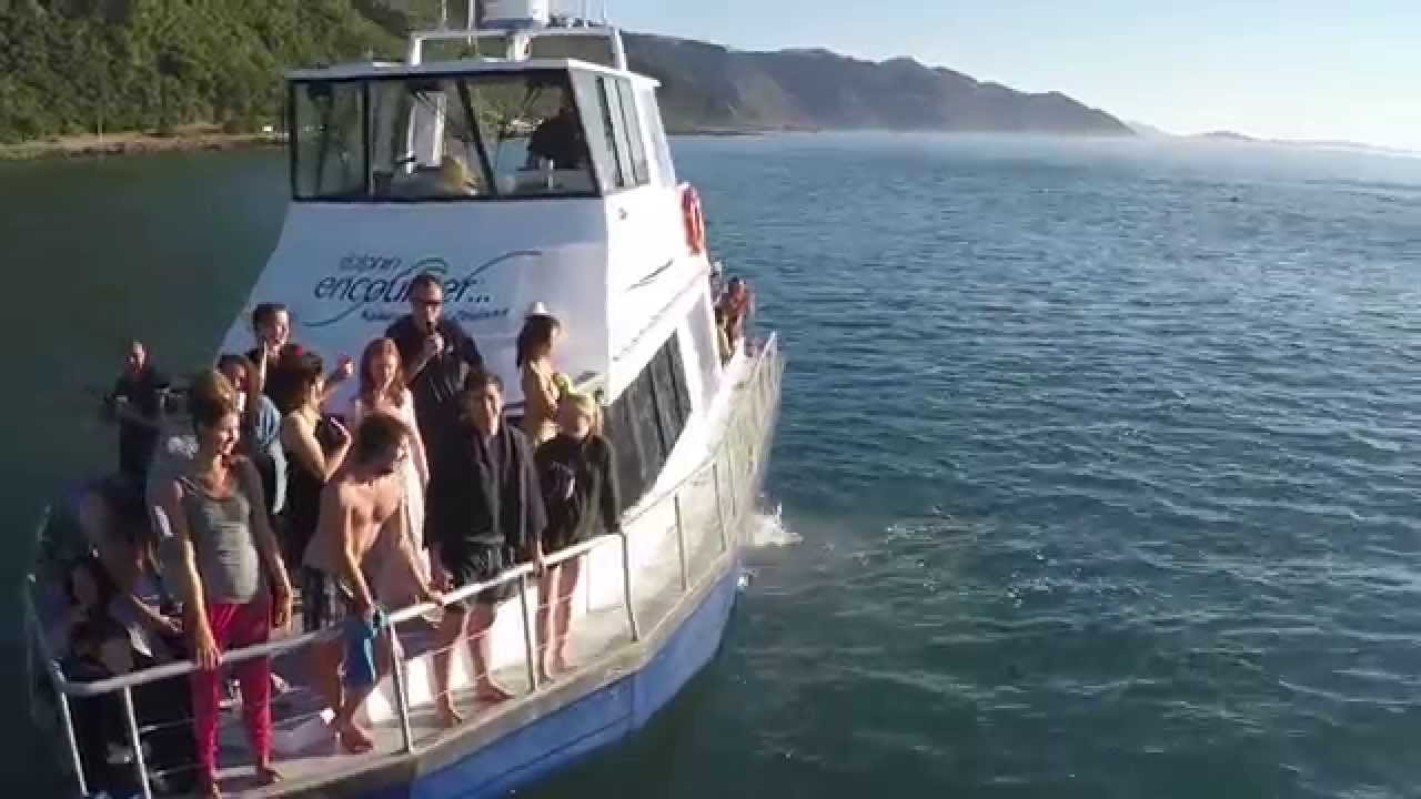 Dusky Dolphins With Dolphin Encounter