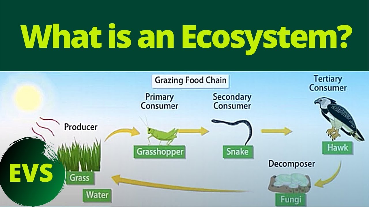 Ecosystem | What is an Ecosystem? | Different Types of Ecosystem | Environmental Science | EVS
