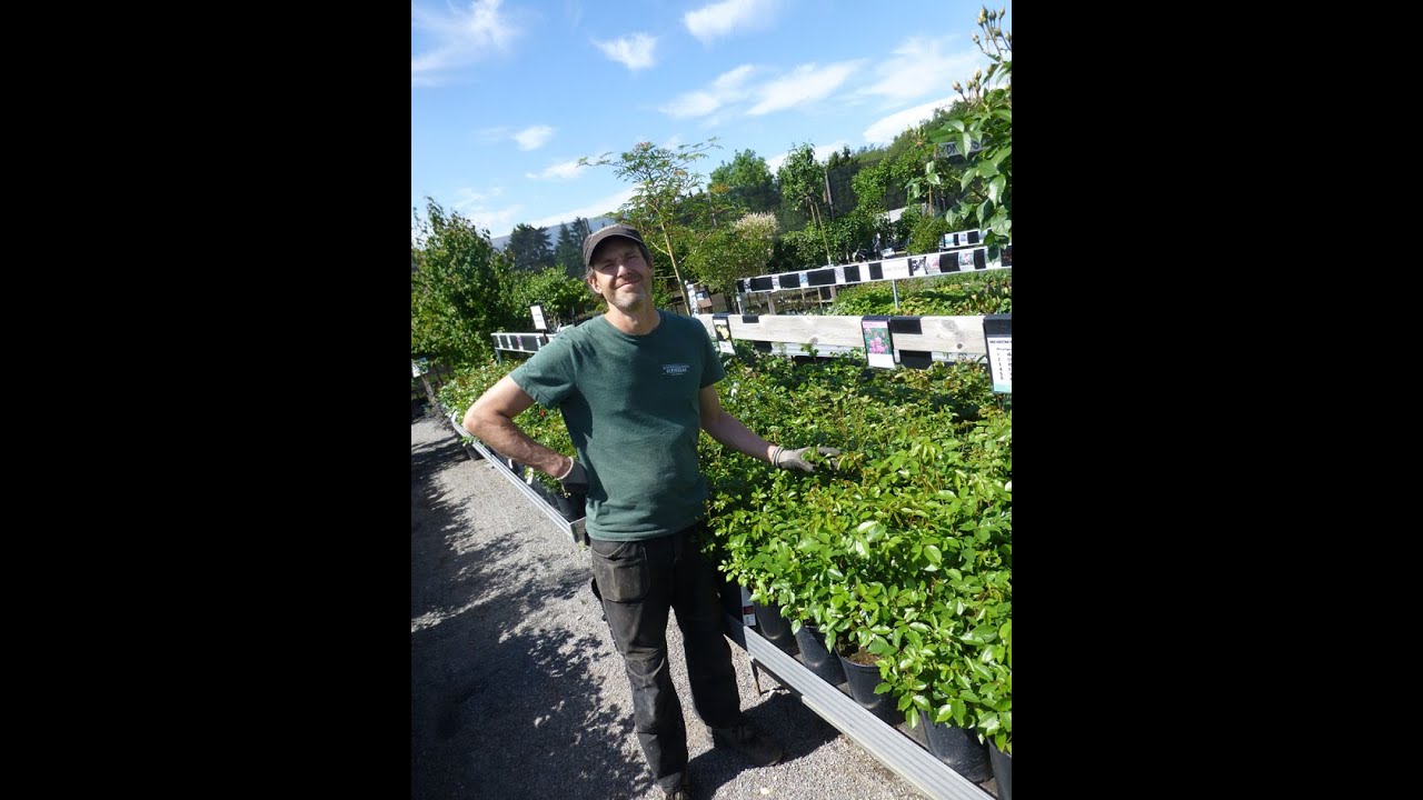 Ulriksdals slottsträdgård - Magnus Lundgren om rosor