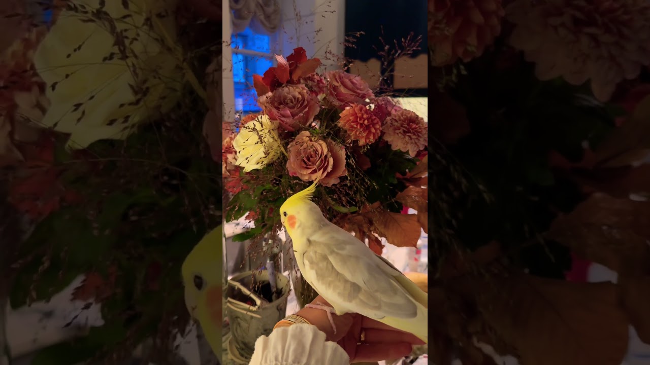 Cockatiel and flowers 💐 