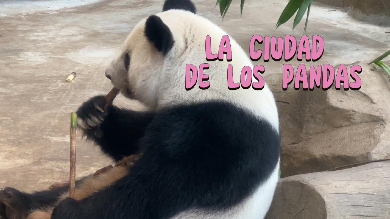 Así es la Reserva de Pandas de Chengdu 🐼 | Precios, recorrido y nuestra experiencia