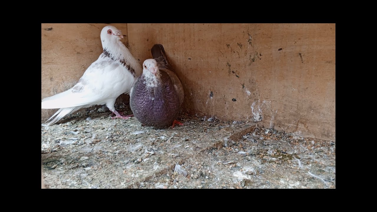 توليعة صباحية مع حمام لادرون وحمام غرانادينو الإسباني.