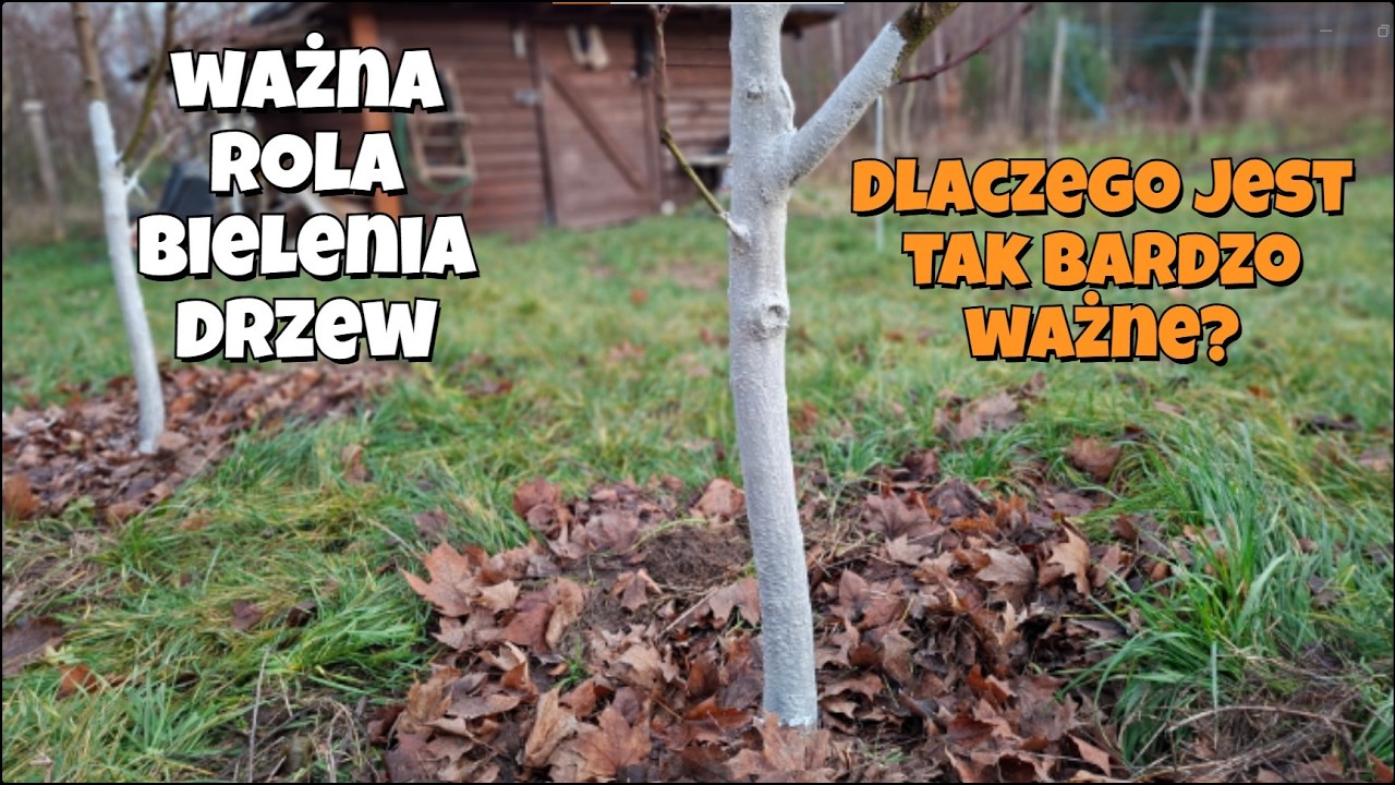 Bielenie pni drzew owocowych na zimę. Dlaczego ten prosty zabieg jest tak ważny? Jak chroni drzewa?
