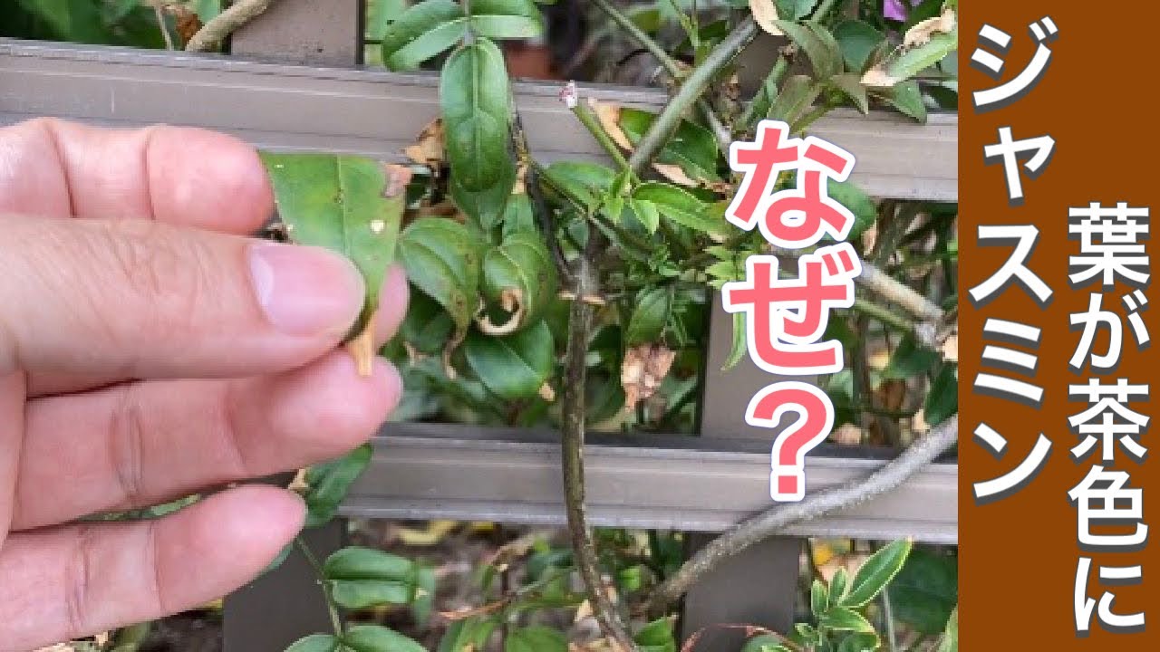 ジャスミンの葉が茶色に！？原因を説明します。（字幕対応）