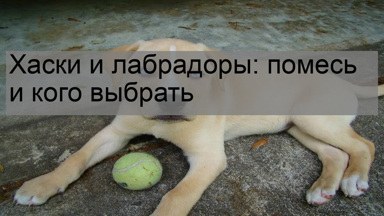 Хаски и лабрадоры: помесь и кого выбрать