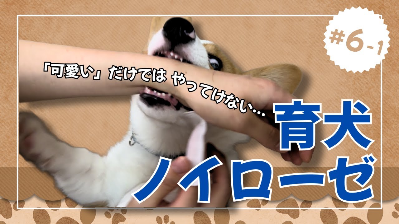 【子犬】人生楽ありゃ苦もあるさ【育犬ノイローゼ】